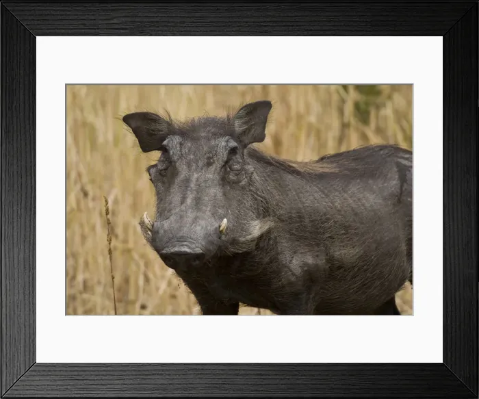Framed Print : DDE-90022571 Framed Print : DDE-90022571