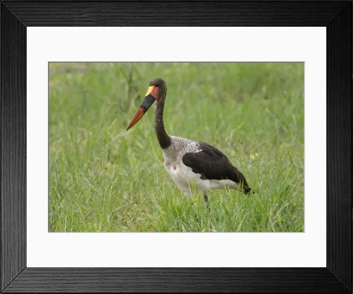 Framed Print : DDE-90022575 Framed Print : DDE-90022575