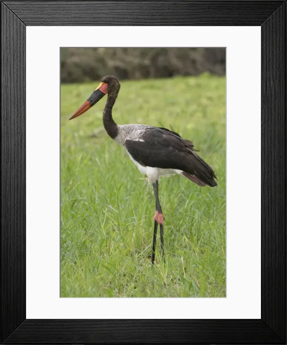 Framed Print : DDE-90022576