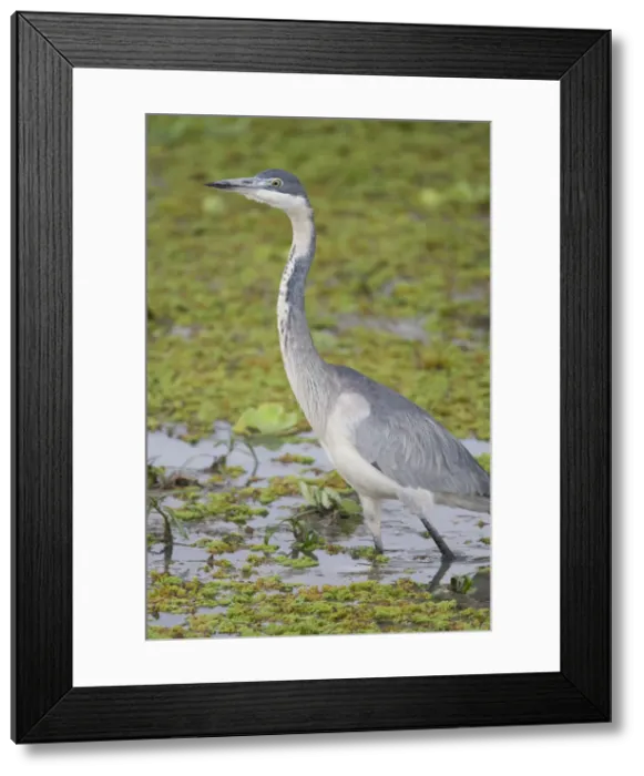 Framed Print : DDE-90022577 Framed Print : DDE-90022577