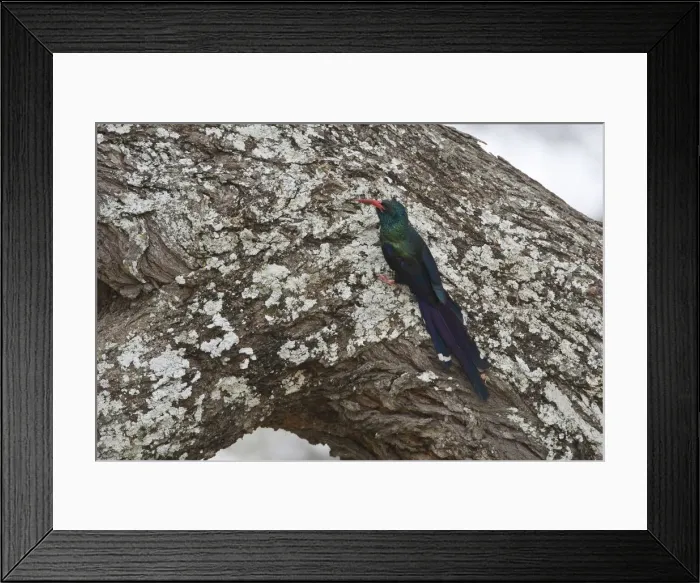 Framed Print : DDE-90022578 Framed Print : DDE-90022578