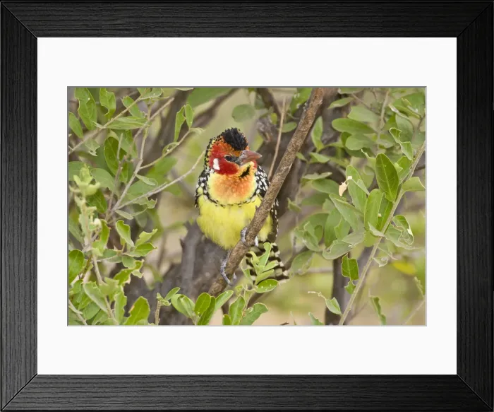 Framed Print : DDE-90022579 Framed Print : DDE-90022579