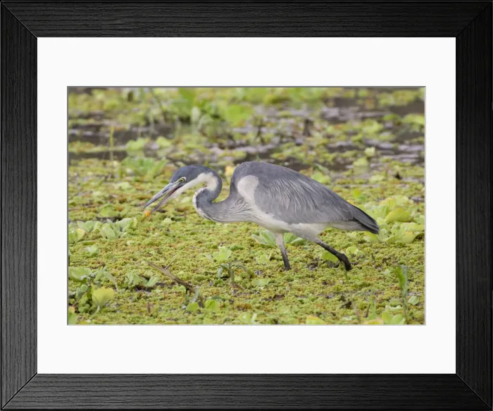 Framed Print : DDE-90022574 Framed Print : DDE-90022574
