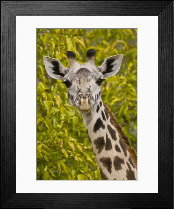 Framed Print : DDE-90022580 Framed Print : DDE-90022580