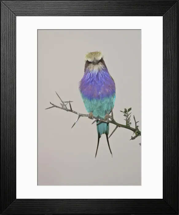Framed Print : DDE-90022582 Framed Print : DDE-90022582