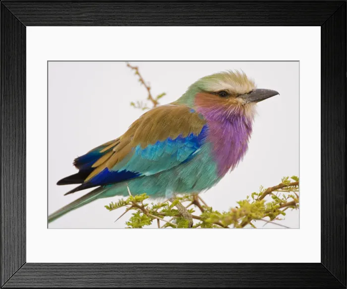 Framed Print : DDE-90022583
