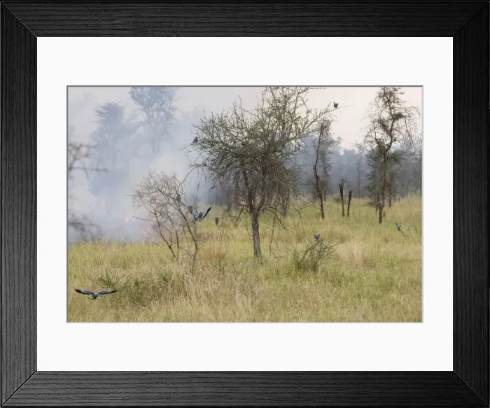 Framed Print : DDE-90022584 Framed Print : DDE-90022584