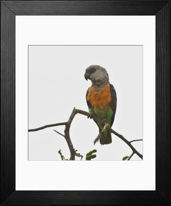 Framed Print : DDE-90022585