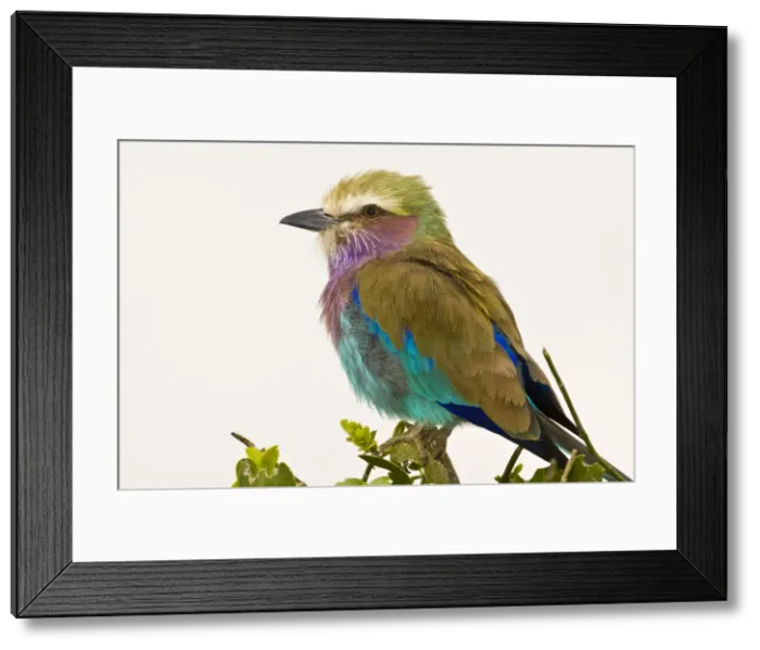 Framed Print : DDE-90022586 Framed Print : DDE-90022586