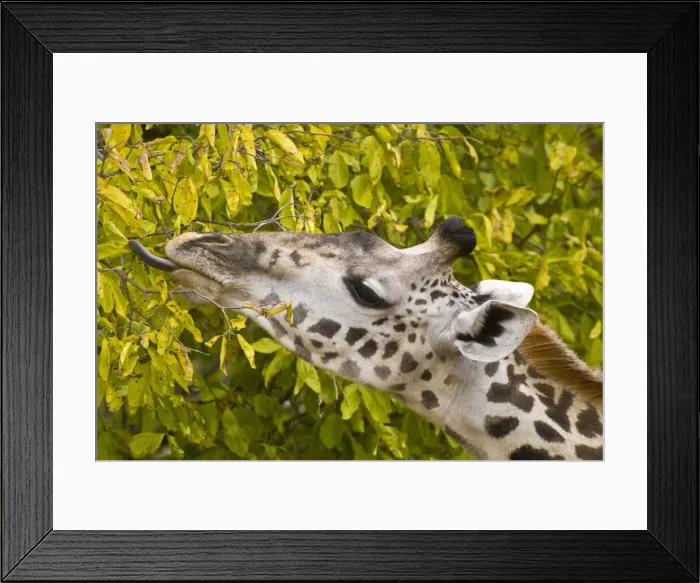 Framed Print : DDE-90022581 Framed Print : DDE-90022581