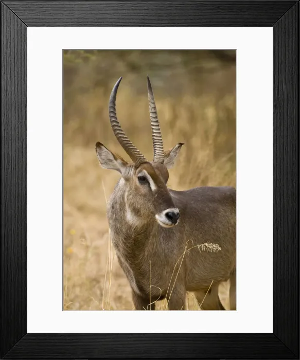 Framed Print : DDE-90022588 Framed Print : DDE-90022588