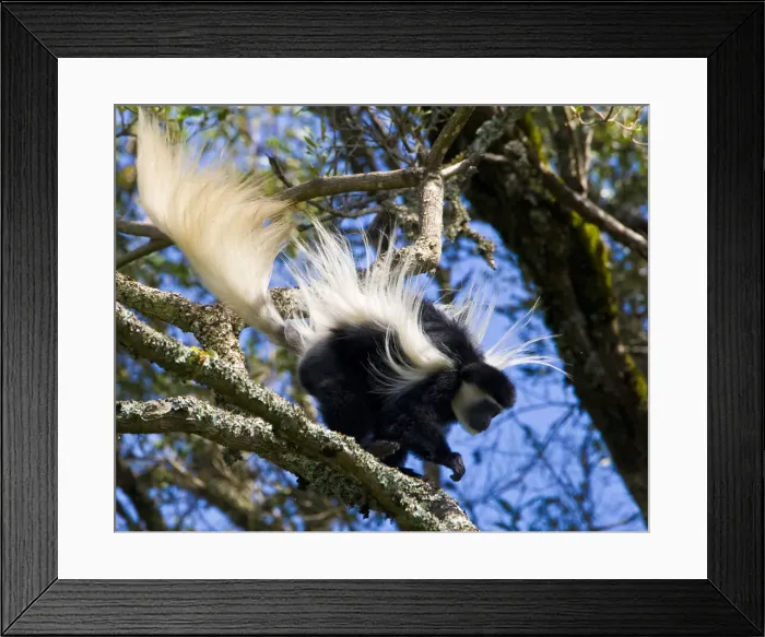 Framed Print : DDE-90022589 Framed Print : DDE-90022589