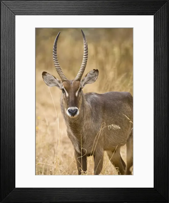 Framed Print : DDE-90022587 Framed Print : DDE-90022587