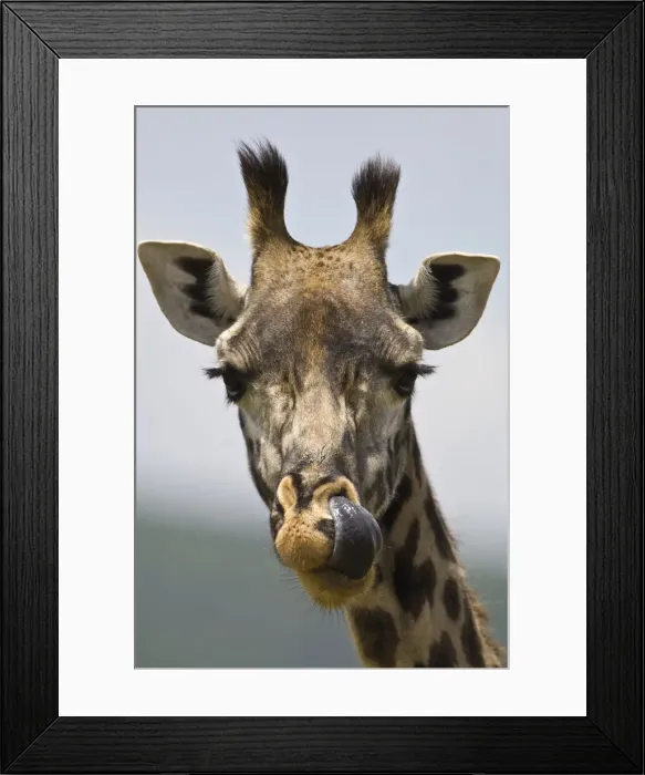 Framed Print : DDE-90022591 Framed Print : DDE-90022591