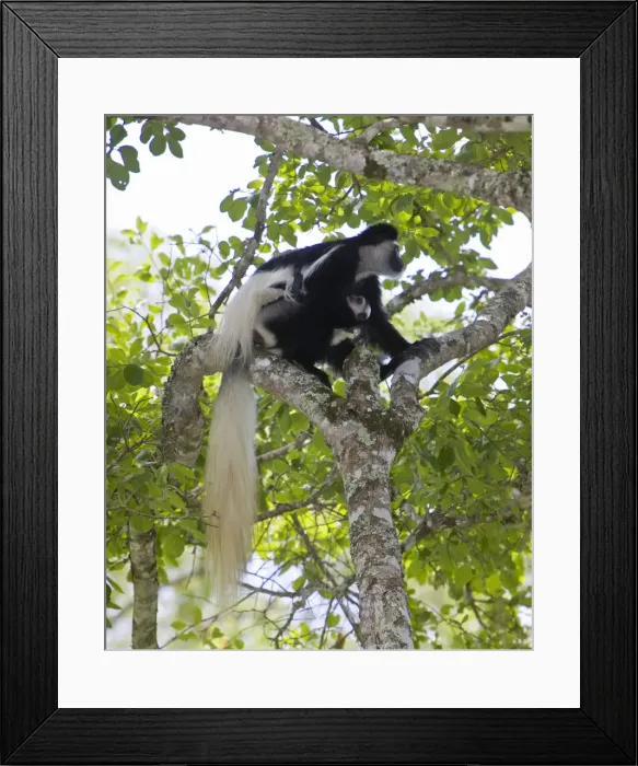Framed Print : DDE-90022590 Framed Print : DDE-90022590