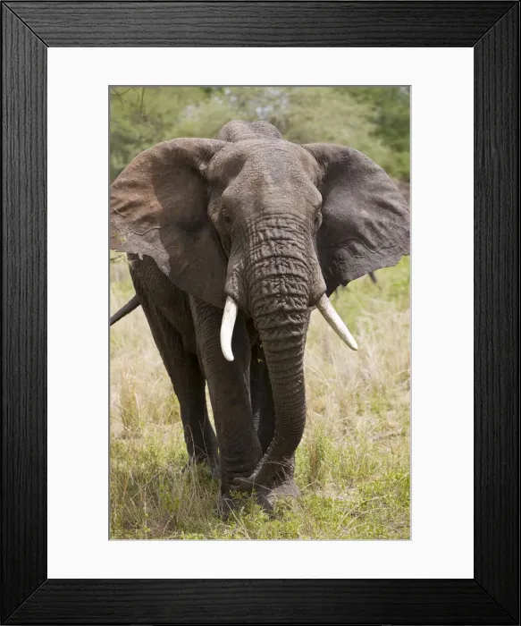Framed Print : DDE-90022592 Framed Print : DDE-90022592