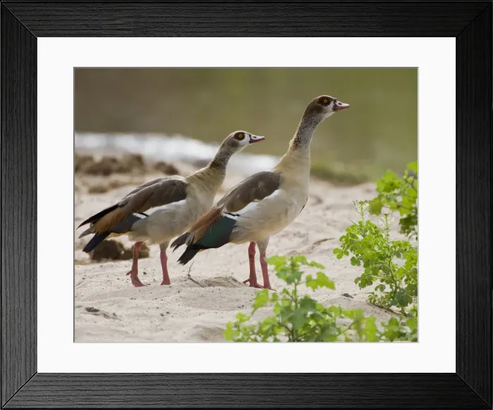Framed Print : DDE-90022596 Framed Print : DDE-90022596