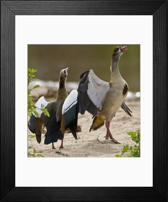 Framed Print : DDE-90022595 Framed Print : DDE-90022595