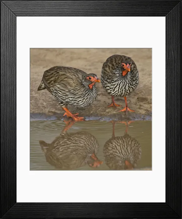 Framed Print : DDE-90022597 Framed Print : DDE-90022597