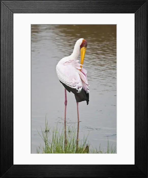 Framed Print : DDE-90022599 Framed Print : DDE-90022599