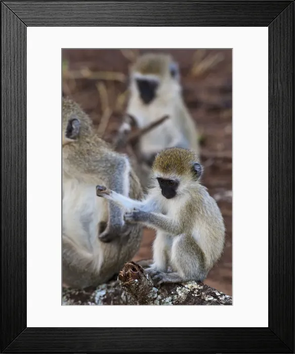 Framed Print : DDE-90022600 Framed Print : DDE-90022600