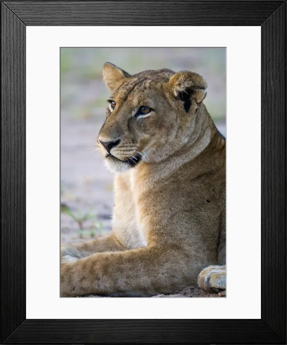 Framed Print : DDE-90022602 Framed Print : DDE-90022602