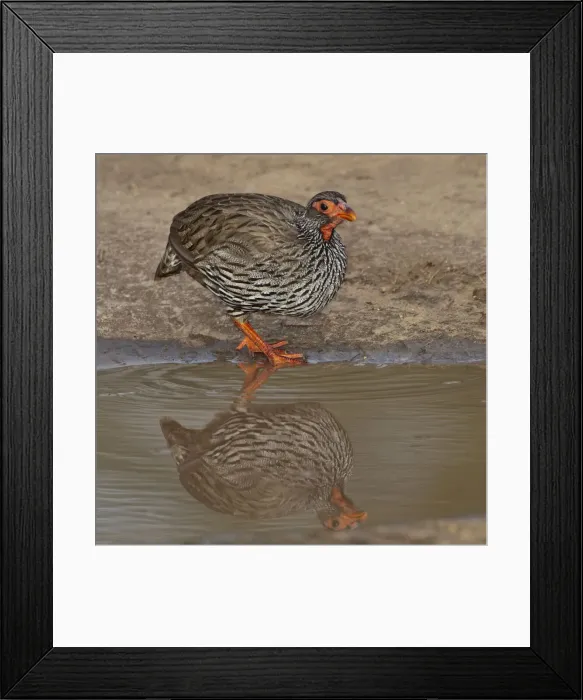 Framed Print : DDE-90022598 Framed Print : DDE-90022598
