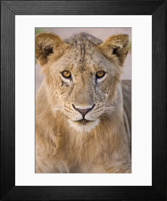 Framed Print : DDE-90022603 Framed Print : DDE-90022603