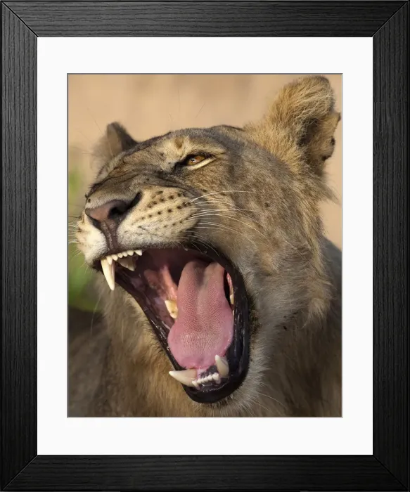 Framed Print : DDE-90022605 Framed Print : DDE-90022605