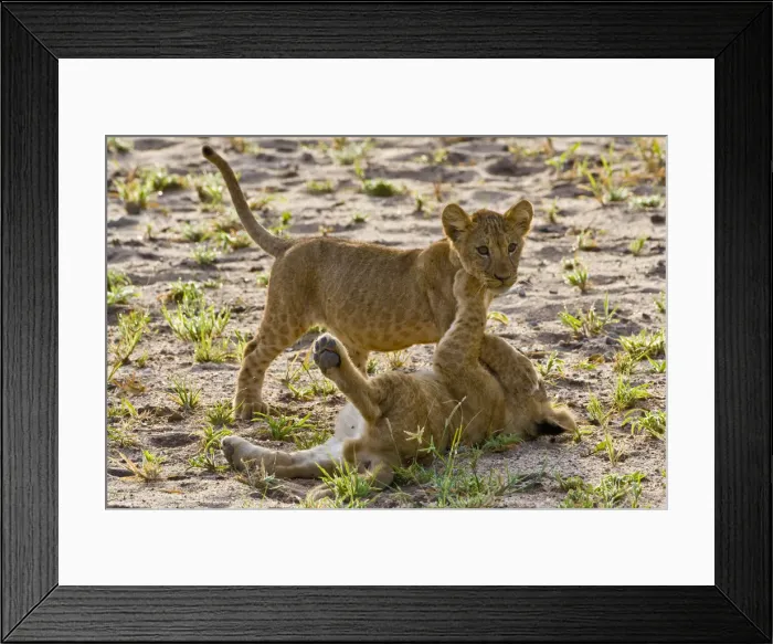 Framed Print : DDE-90022606 Framed Print : DDE-90022606