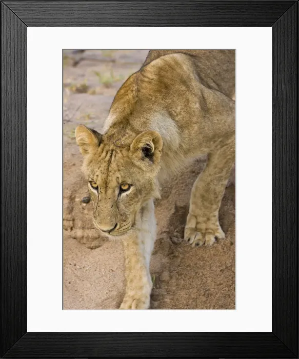 Framed Print : DDE-90022604
