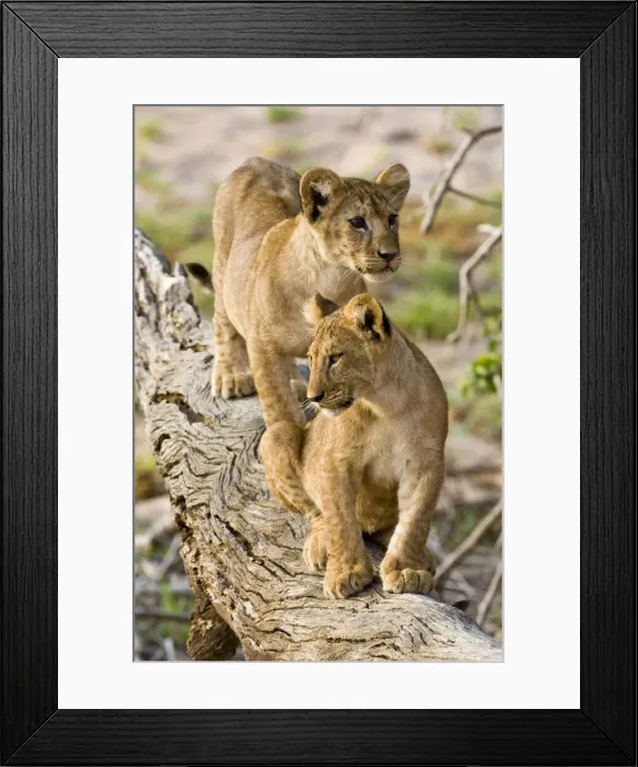 Framed Print : DDE-90022608 Framed Print : DDE-90022608