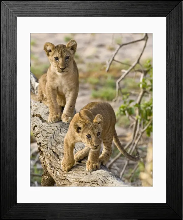 Framed Print : DDE-90022607 Framed Print : DDE-90022607
