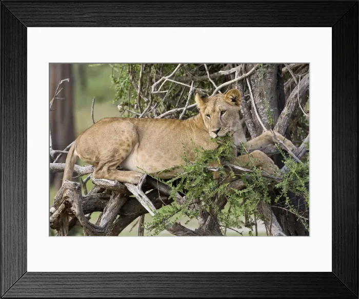 Framed Print : DDE-90022609 Framed Print : DDE-90022609