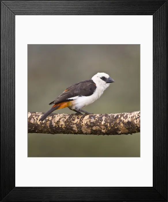 Framed Print : DDE-90022610 Framed Print : DDE-90022610