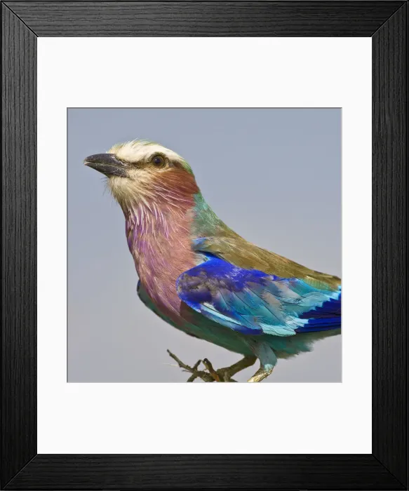 Framed Print : DDE-90022612 Framed Print : DDE-90022612