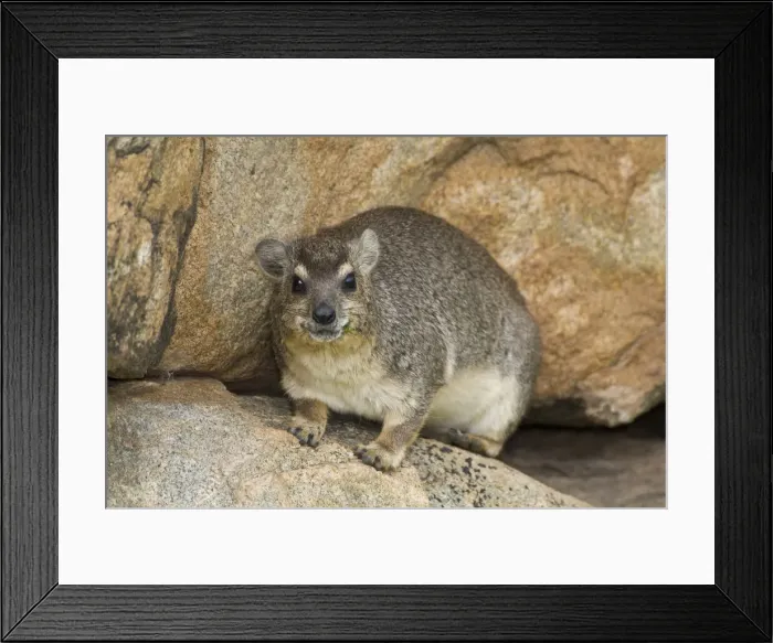 Framed Print : DDE-90022611 Framed Print : DDE-90022611