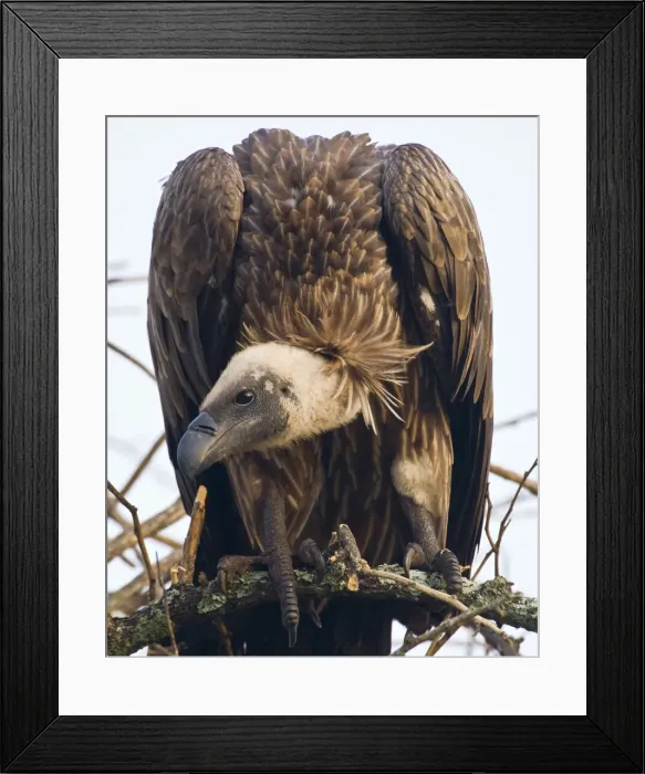 Framed Print : DDE-90022614 Framed Print : DDE-90022614