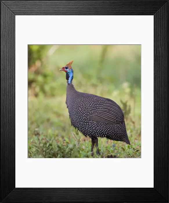 Framed Print : DDE-90022615 Framed Print : DDE-90022615