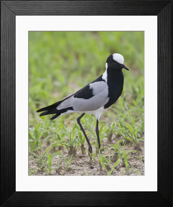 Framed Print : DDE-90022613 Framed Print : DDE-90022613