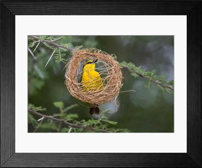 Framed Print : DDE-90022616 Framed Print : DDE-90022616
