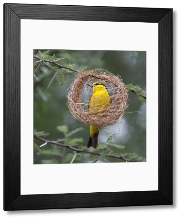 Framed Print : DDE-90022617 Framed Print : DDE-90022617