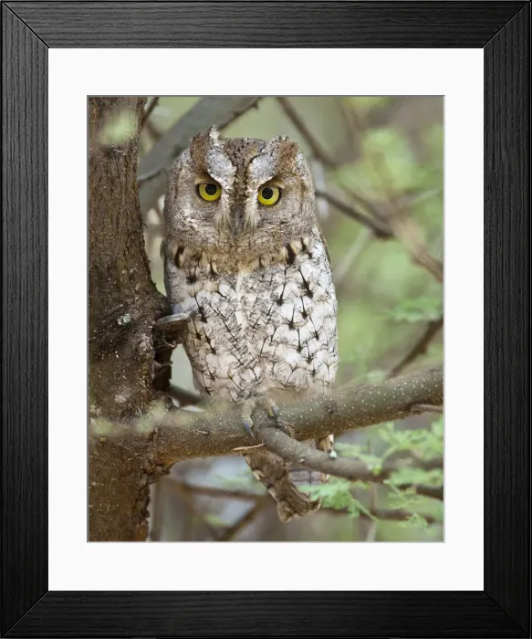 Framed Print : DDE-90022619 Framed Print : DDE-90022619