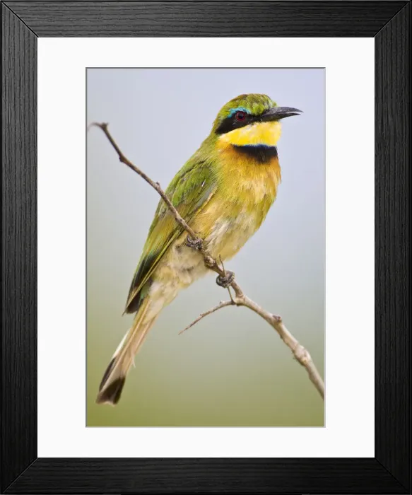 Framed Print : DDE-90022620 Framed Print : DDE-90022620
