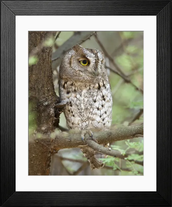 Framed Print : DDE-90022618 Framed Print : DDE-90022618