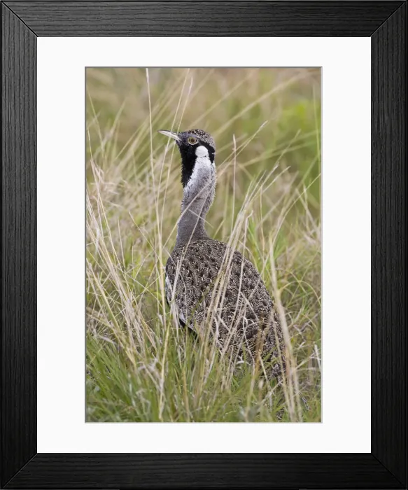 Framed Print : DDE-90022622 Framed Print : DDE-90022622