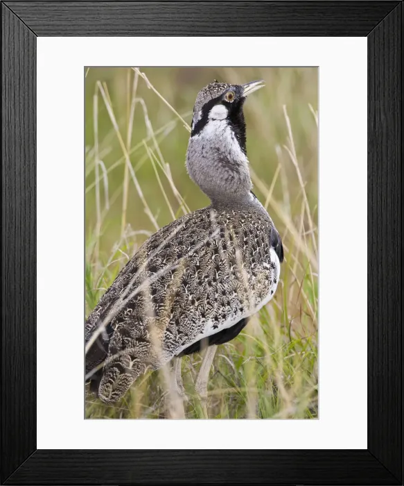 Framed Print : DDE-90022623 Framed Print : DDE-90022623