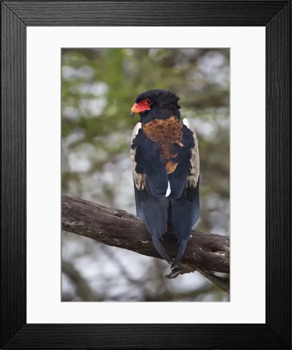 Framed Print : DDE-90022624 Framed Print : DDE-90022624