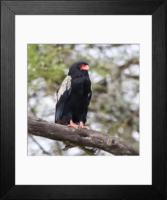 Framed Print : DDE-90022625 Framed Print : DDE-90022625