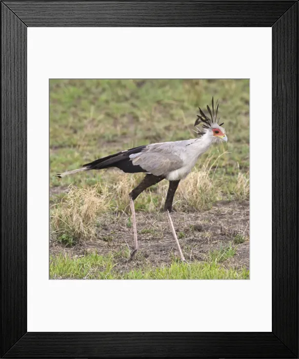 Framed Print : DDE-90022621 Framed Print : DDE-90022621